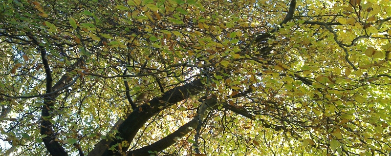 Autumn trees near Hardcastle Crags