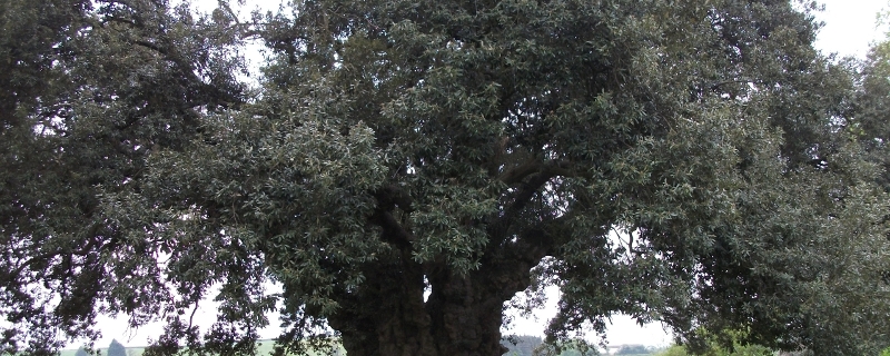 Holme Oak at Westbury Court Garden, Gloucestershire