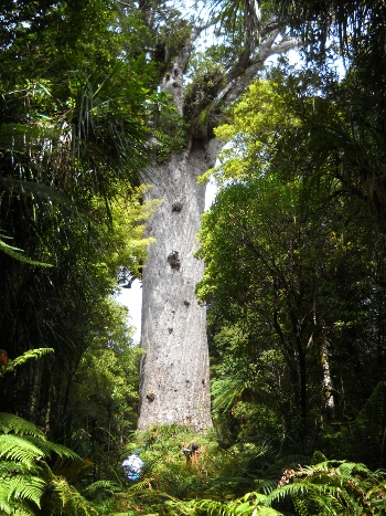 Tane Mahuta - king of the forest kauri tree